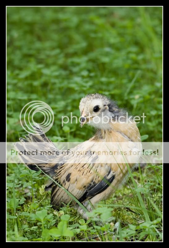_MG_0379small.jpg