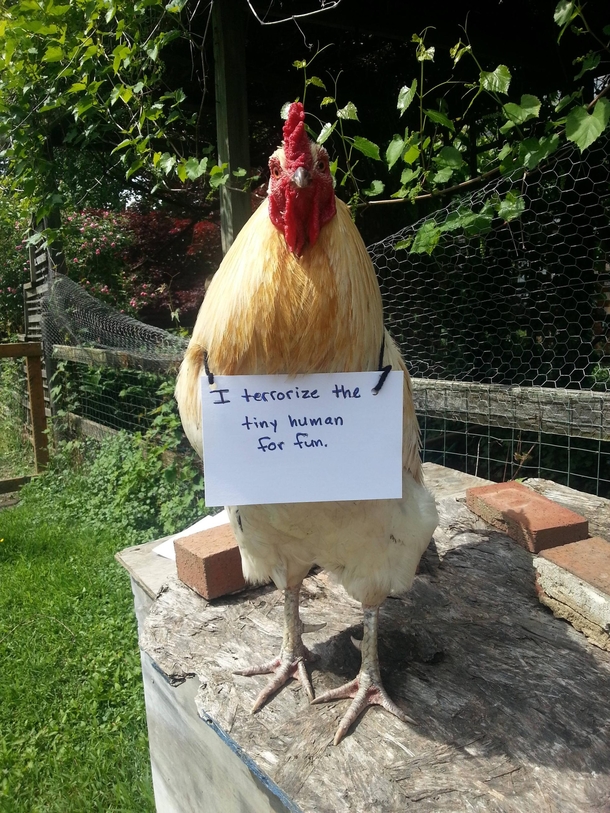 i-figured-id-try-my-hand-at-chicken-shaming-214516.jpg