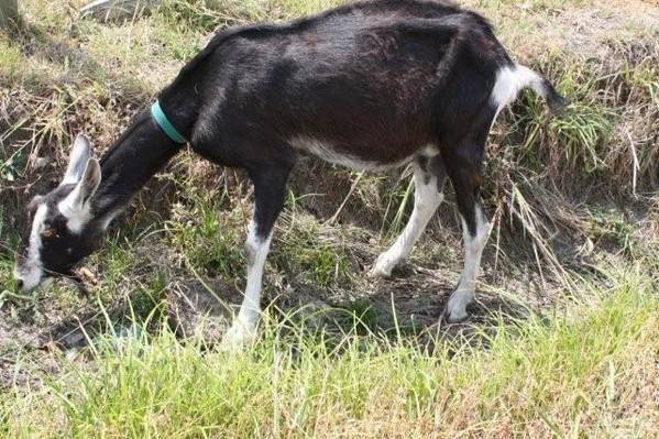 rosy_andanniethegoat023.jpg