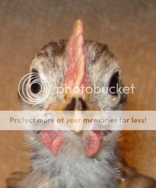 blueclose-up5wks.jpg