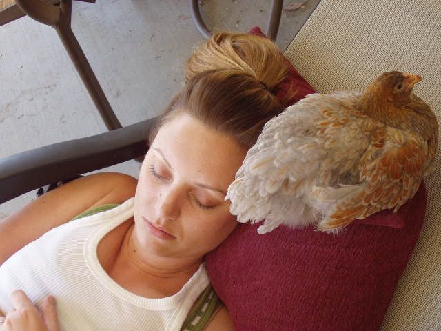 Chickens133.jpg