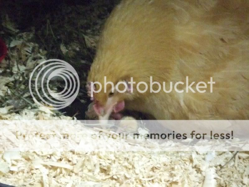 hatchingchick6.jpg
