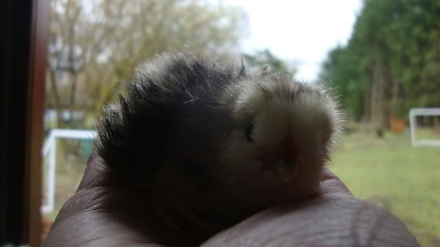 2ndchickfeb113.jpg