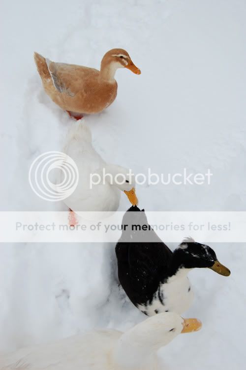 ducksrowweb.jpg