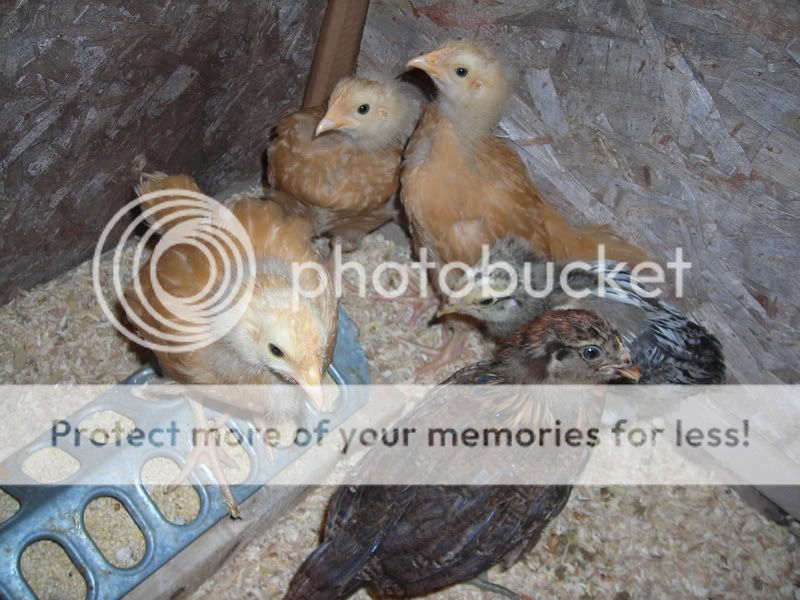 DSCN0607.jpg