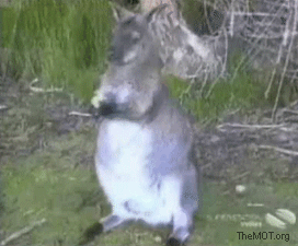 ST2gD.gif
