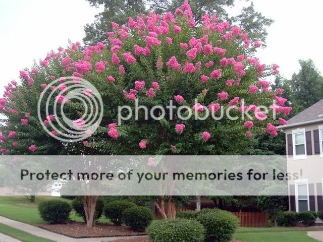 crepemyrtle.jpg