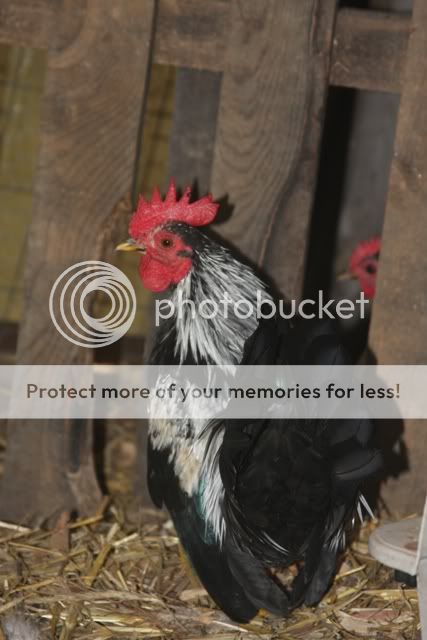 poultrysept09015.jpg