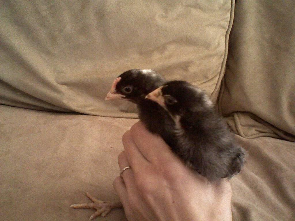 chick2.jpg