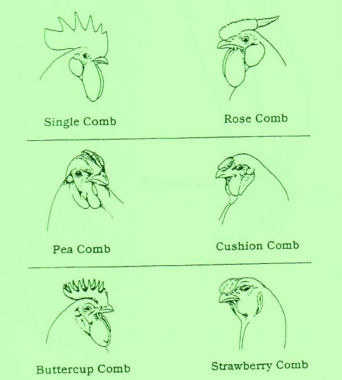 rooster-combs.jpg