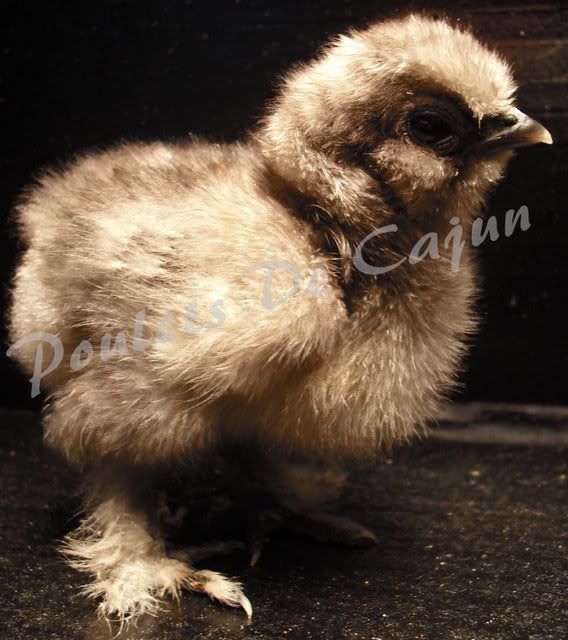 bluechick2.jpg