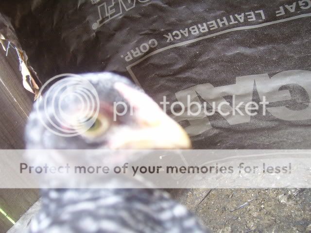 100_2906.jpg