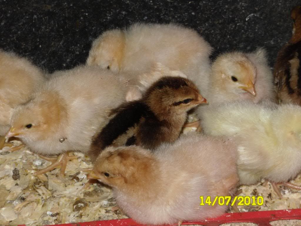 orpchicks007.jpg