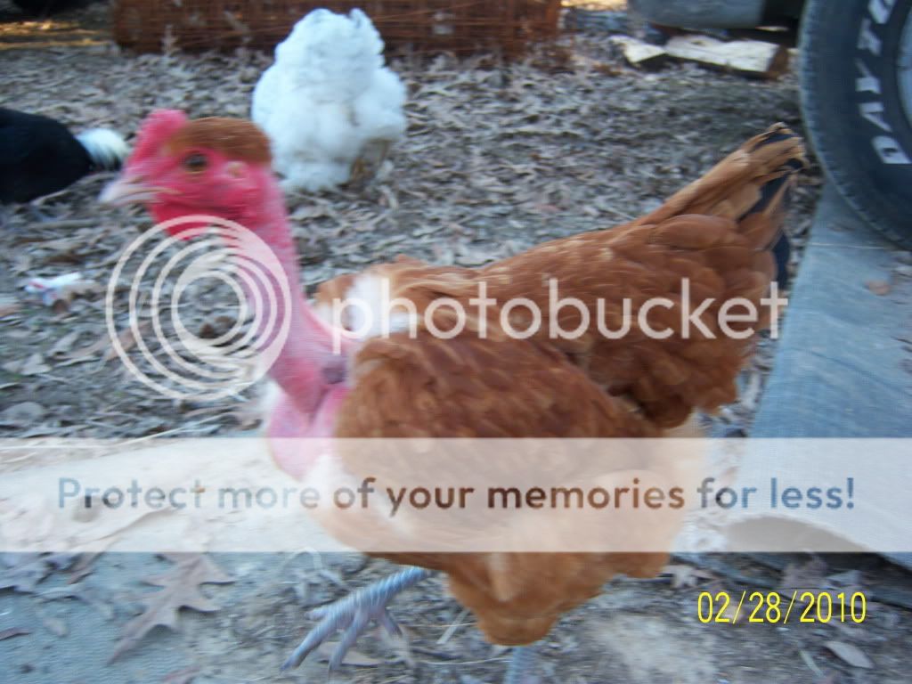 pollos092.jpg