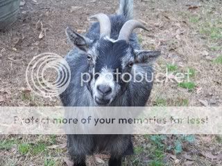 Chickens047.jpg