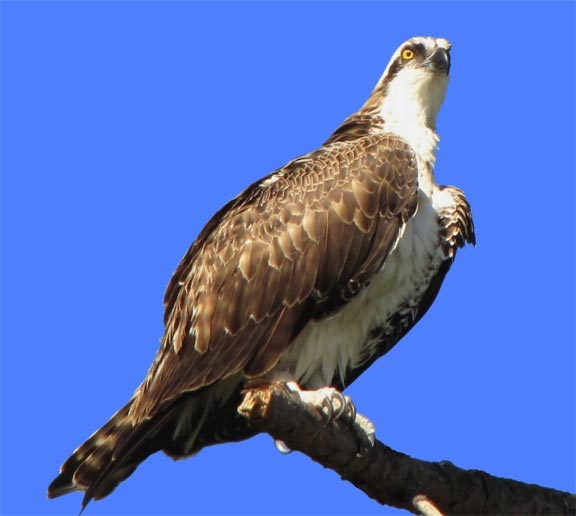 osprey.jpg