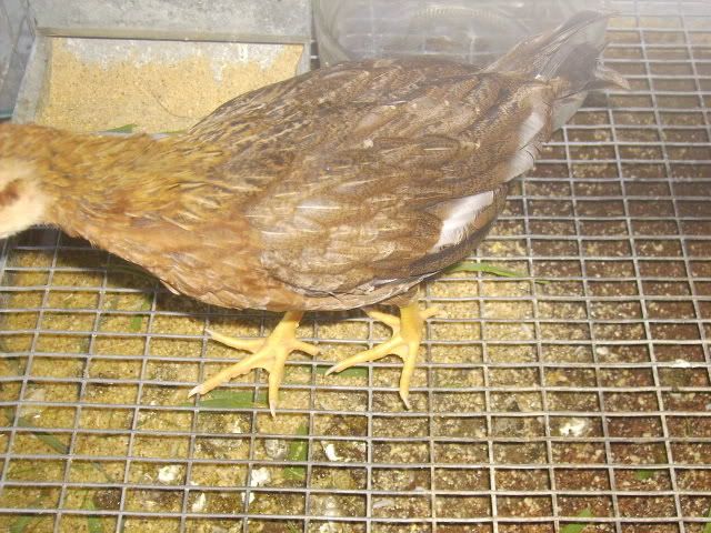 cheep001.jpg