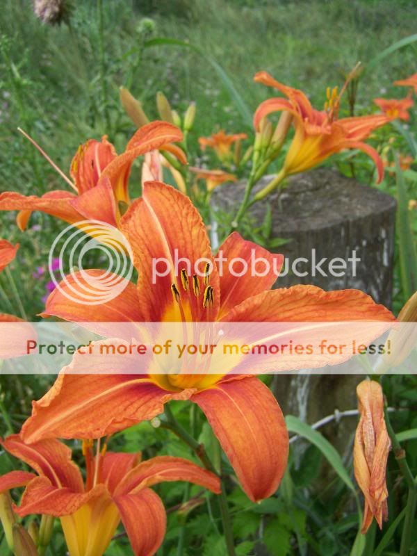 SingleOrangeDaylily.jpg