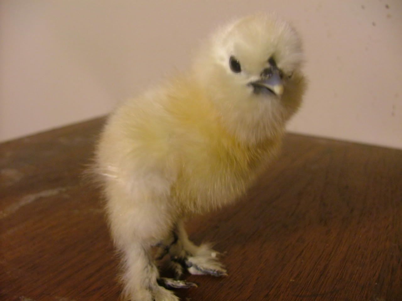 DSCF4778.jpg