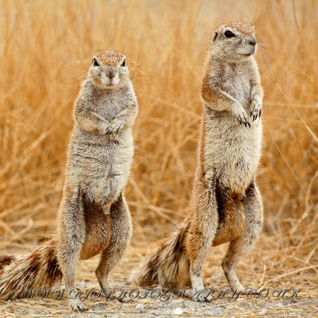 Ground%20Squirrel%2003%20crop.JPG
