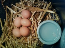 EGG.jpg