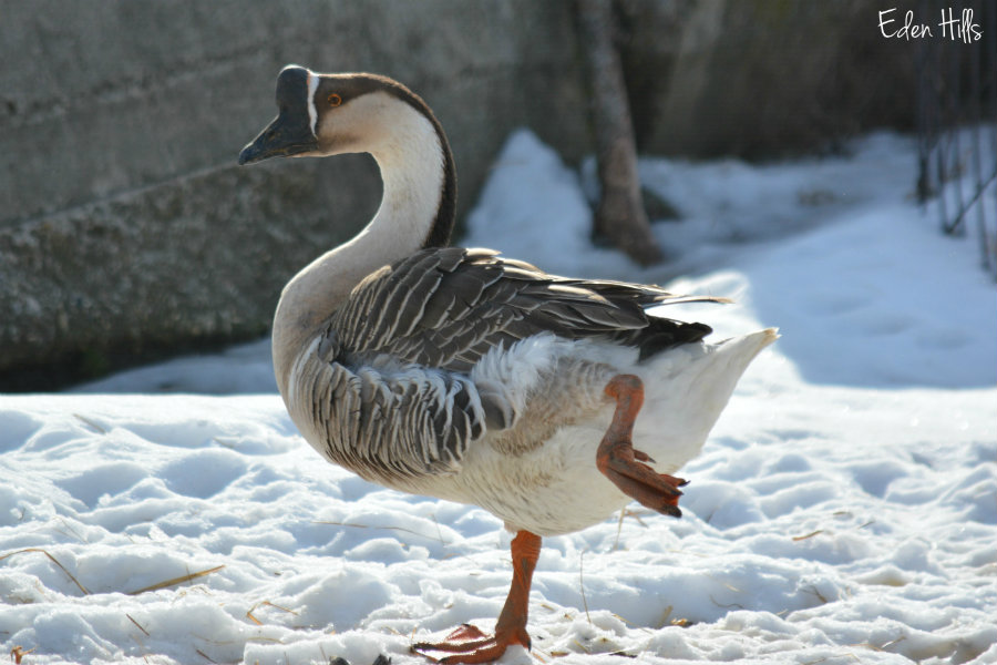 african-goose_0830aws.jpg