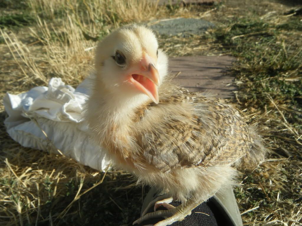 chick.jpg