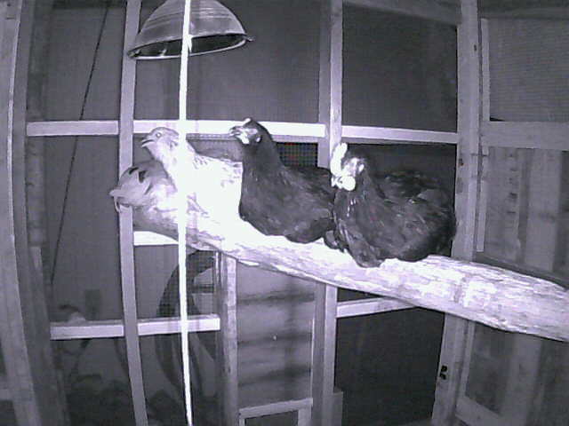 200x200px-ZC-6f1feb41_spikeonroost.jpeg