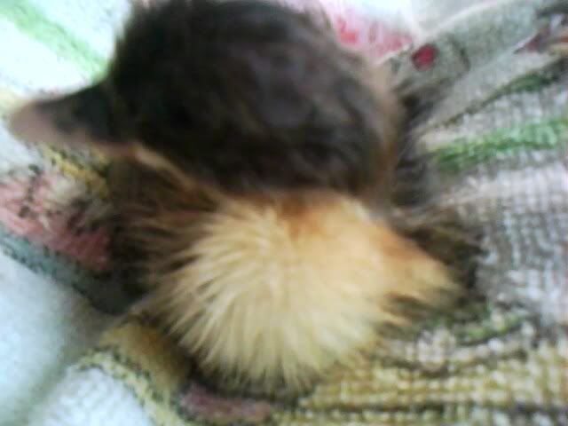 IMG0413A.jpg