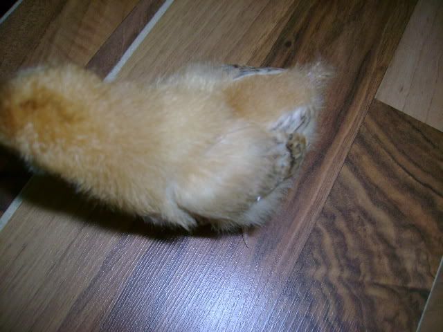 DSC00252.jpg