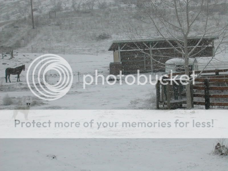 brodee_snow_4-2-10.jpg