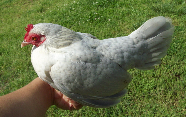 Small_grey_hen_2_by_Digital_Disire.jpg