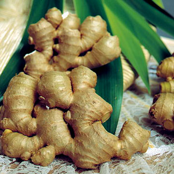 ginger_and_leaves.jpg