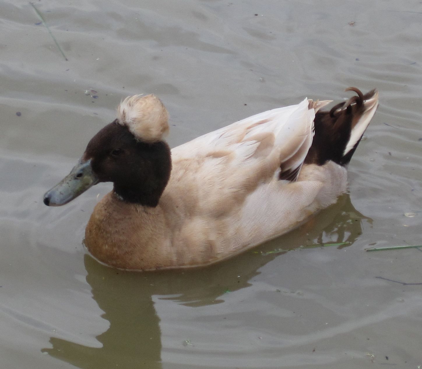 crestedetc-010-cropped.jpg