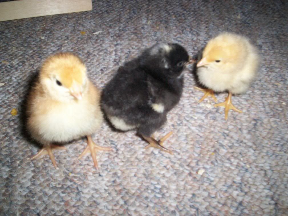 ChickensandSkidloader044.jpg