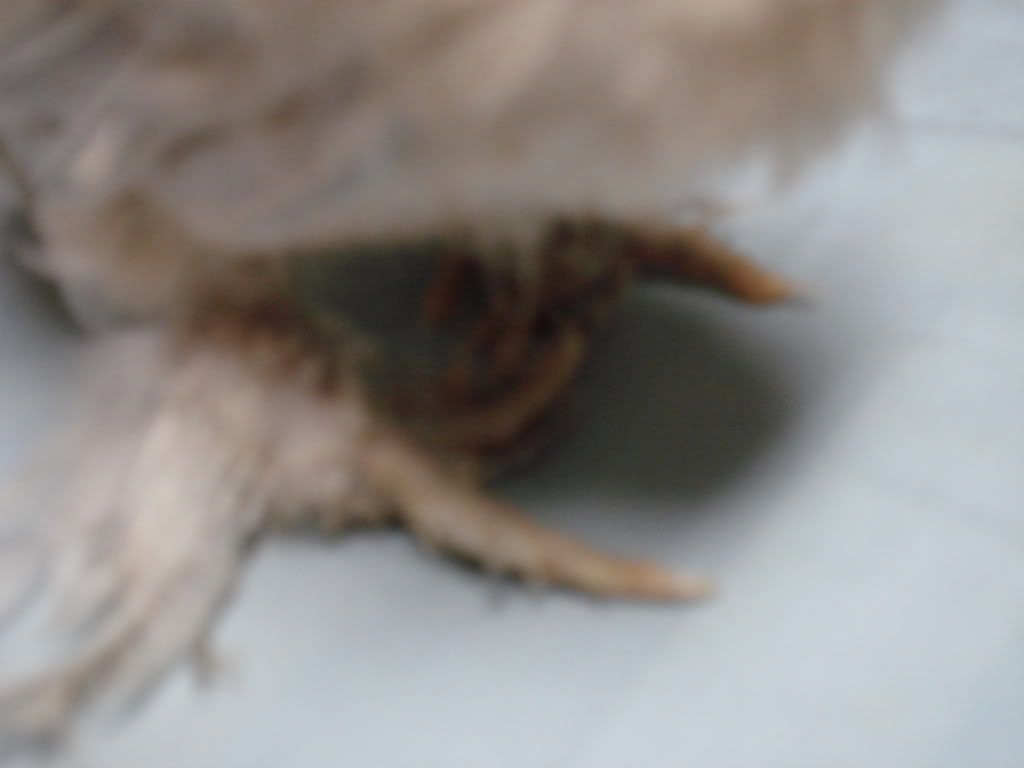 DSC00774.jpg