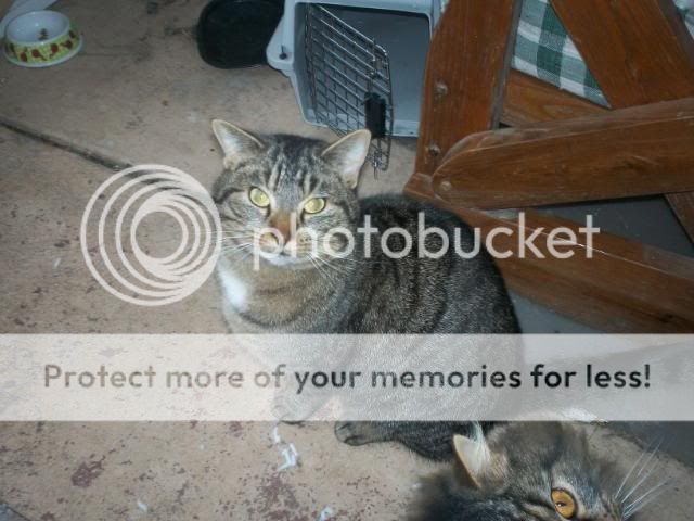 PeteyFuzzball001.jpg