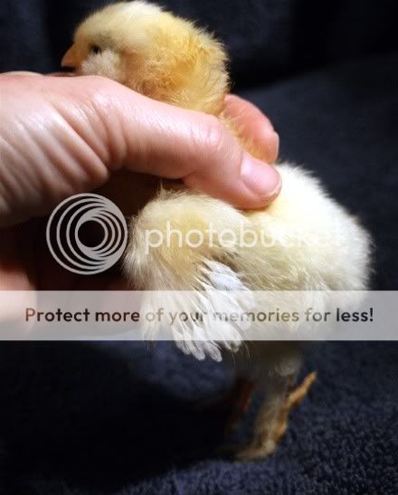 ChickColor6a.jpg