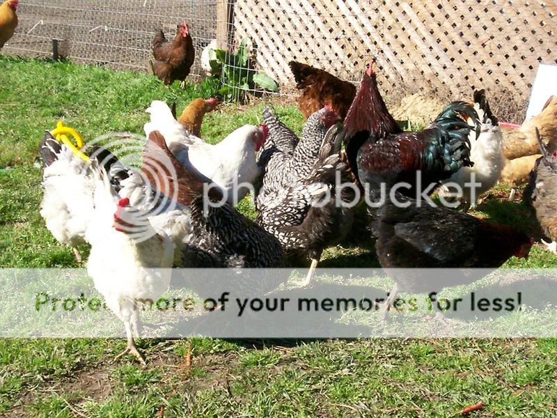 freerangechickens002.jpg