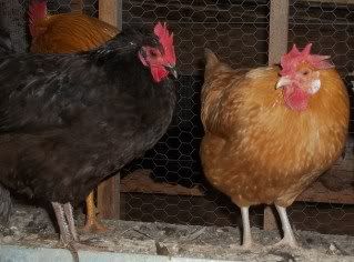 Chickens1-10061.jpg