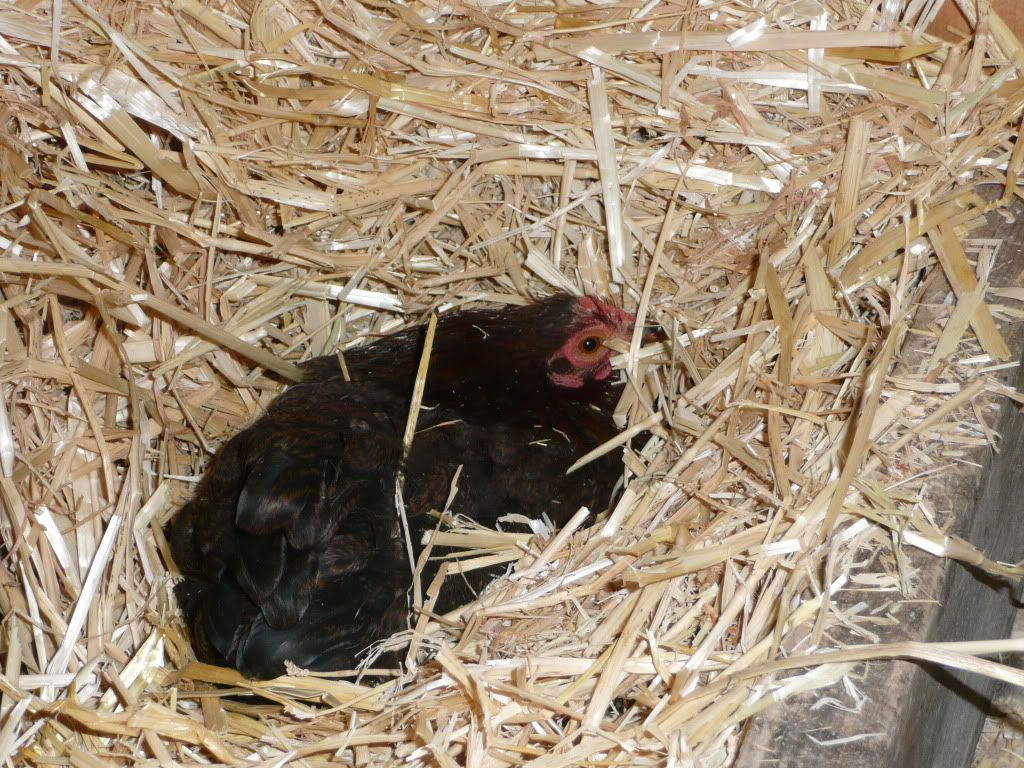 mychickens062.jpg