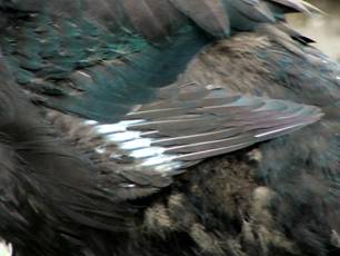 clip_image004.jpg