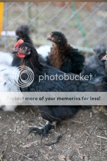02-10Chickens0008.jpg