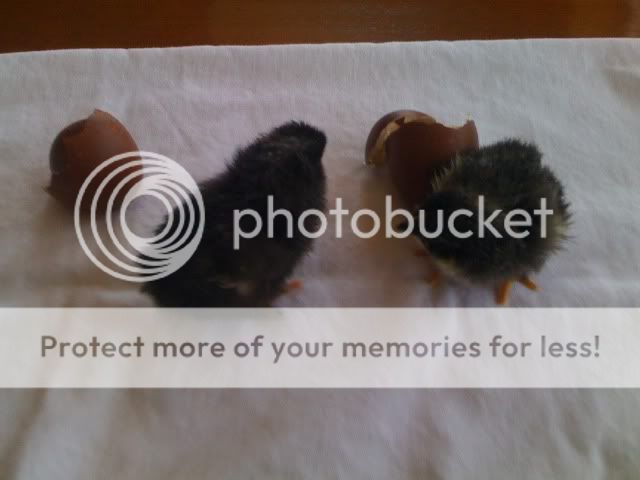 chicks-1.jpg