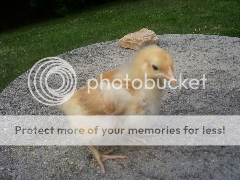 Chicks048.jpg