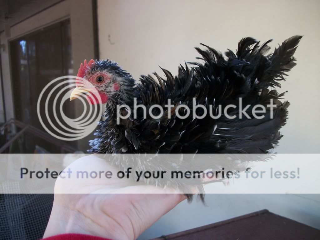 birds005.jpg