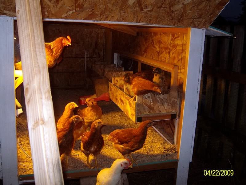 Coop002.jpg
