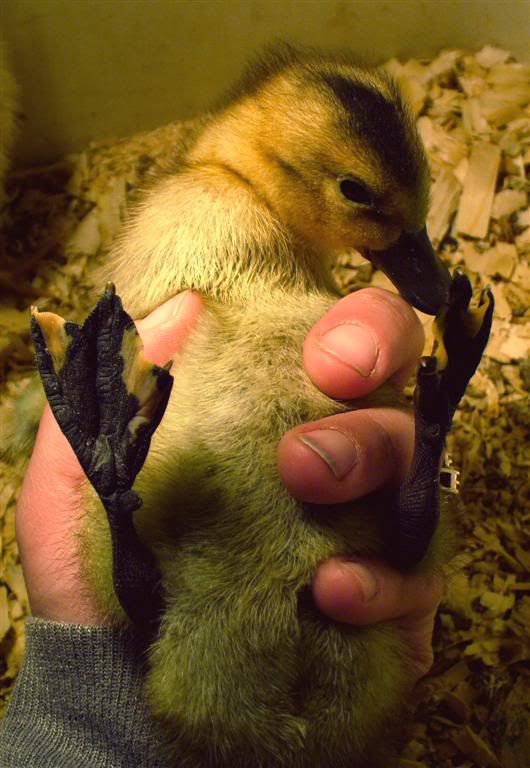 duckLarge.jpg