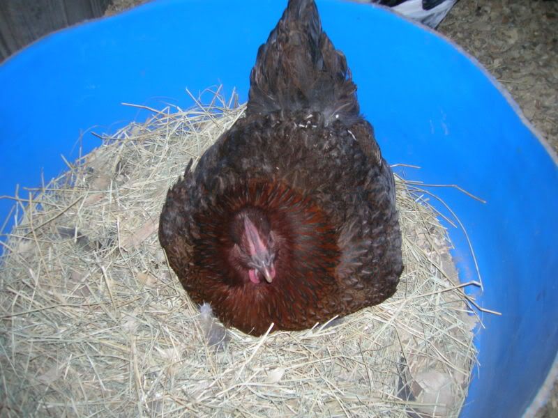 DSCN2571.jpg