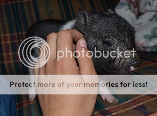 bugg7.jpg